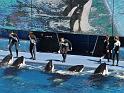 Sea World-138